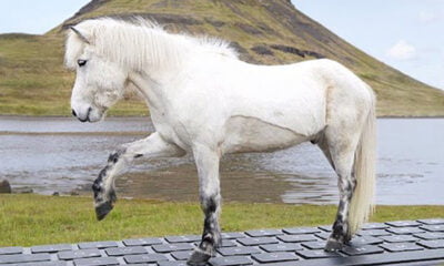 Unique Partnership: Icelandic horses running ON THE keyboard