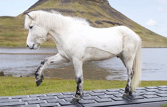 Unique Partnership: Icelandic horses running ON THE keyboard